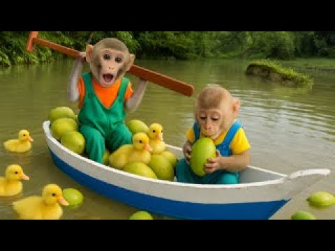 Bim Bim's family drove a boat to rescue five ducklings in distress