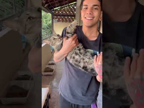 Meu gato tava encardido de sujo, aí eu fiz isso #viral #gatos #gatinhos #pets #amamosgatos #cat