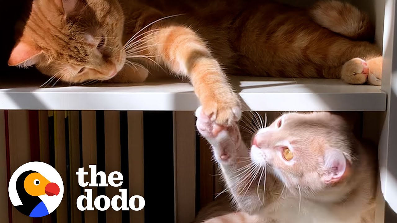 Cat Hates His New Kitten Brother Until
