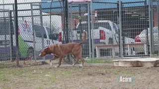 Tailwaggers: Meet Acorn