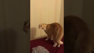 Funny Cat #shorts