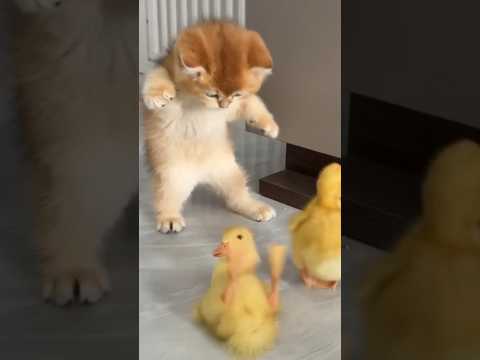 The kitten rescued the duckling and invited it to sleep in the bowl.Click to watch the full version
