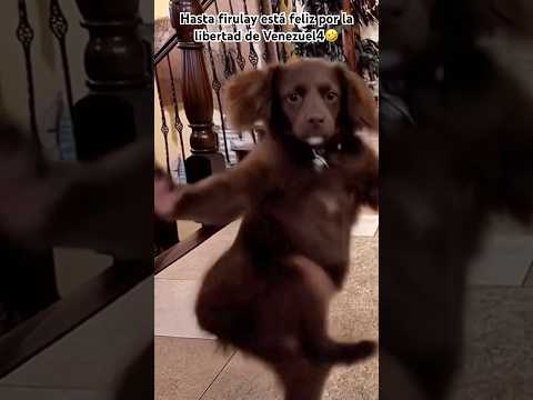 Hasta firulay está feliz por la libertad de Venezuel4 🤣 #humor #shortsviral #comedia #viral