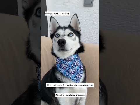 Köpek sahibi olmanın gerçek yüzü