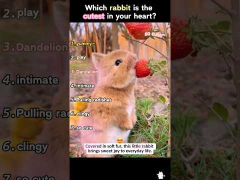 Which rabbit is the cutest in your heart?#love #cute #rabbit #fyp #ranked