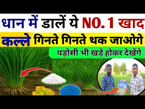 40 कुंतल एकड़ धान उत्पादन देने वाली खाद / धान में कल्ले कैसे बढ़ाएं /Dhan Me Kalle kaise badhaye