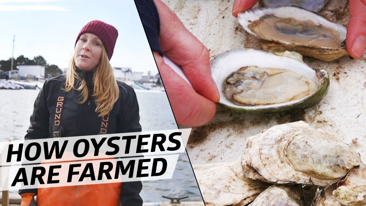 What It Takes to Farm 10, 000 Oysters a Week in Freezing Temperatures How to Make It