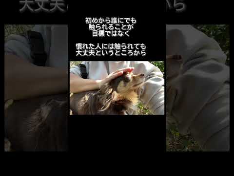 トラウマ克服を目指して #チワワ #ドッグトレーニング