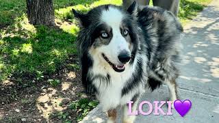 NEEDS EMERGENCY PLACEMENT LOKI 193121/NH RESCUE PLACEMENT NEEDED/NYCACC/SIACC