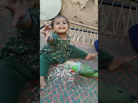 Kitna Piyara Scene Hie #parrot #cutebaby #shorts #funny