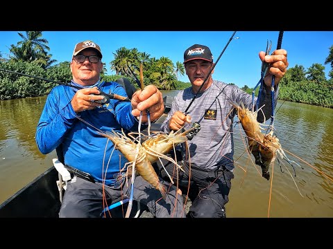 PESCA DE CAMARÕES GIGANTES! Veja como é fácil!