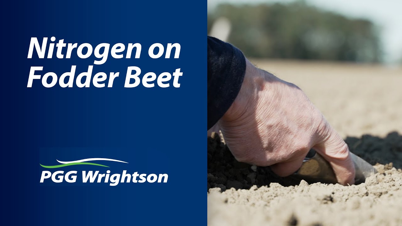 Nitrogen on Fodder Beet | PGG Wrightson Tech Tips