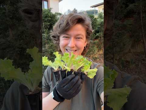 Marul hakkında ilginç bilgiler 🥬 #bitkiler #bilim #bahçe #gardening #lettuce