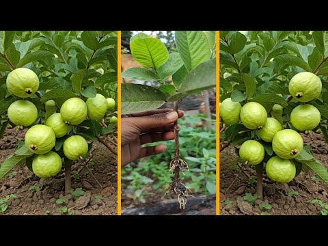 Best Ideas for Growing Guava Tree with these  Pro Tips #guava