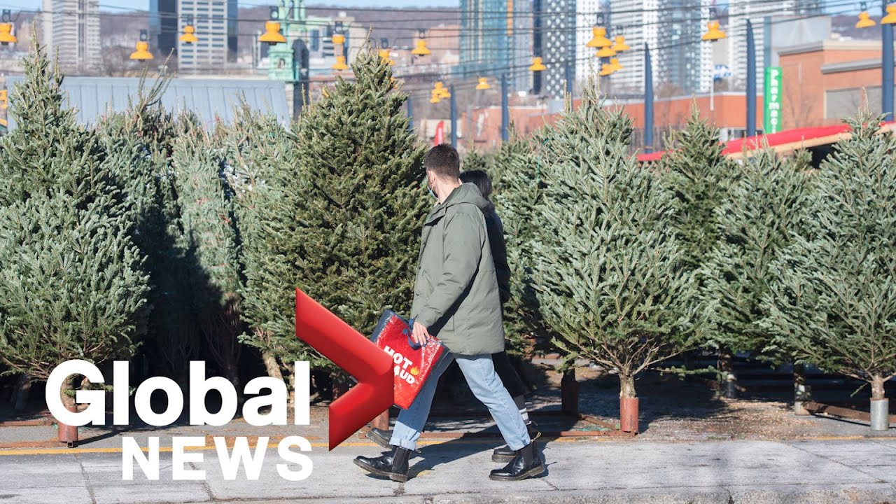 What’s behind Canada’s Christmas Tree Shortage?