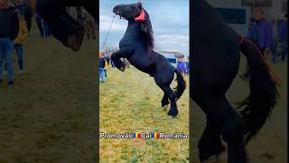 @PromovariCaiRomania #punk #cai #horse #cal #equestrian #arabianhorseworld #love #animals