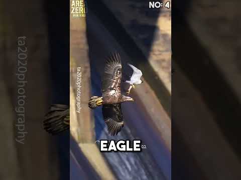 Top 5 Peregrine falcon attacks 🥶🔥 #peregrinefalcon #hunting