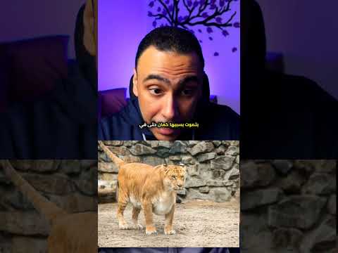اضخم قطة ف العالم 🐅