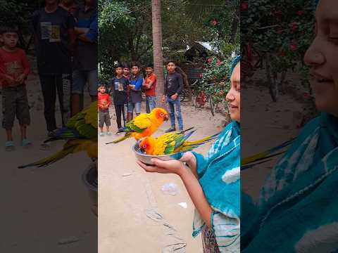 উড়ে এসে হাতে গোসল করলো🦅🦅🦅🏊‍♂️#foryou#foryoupage#viraltiktok#poshapakhi#poshapakhi24#jhenaidah#pet