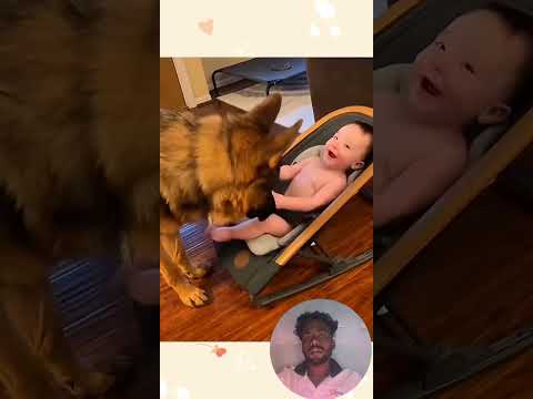 Funny story about babies and dogs ❤️🥰 | Part 2 | #pet #cat #dog #cute #animals #foryou #typ