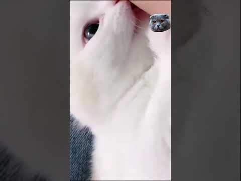 Gatos Graciosos - Videos de Risa de Gatos Chistosos # 64 | MEJORES MOMENTOS #Shorts #shorts