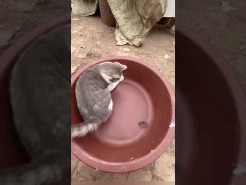 The cat is catching the mouse but it is lost #short #video