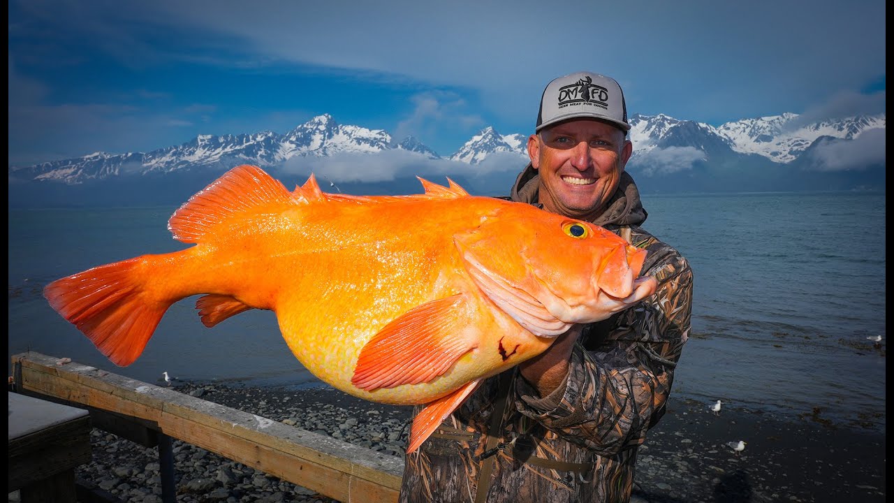 Massive Arctic Goldfish Catch Clean Cook Millers Landing, Seward, Ak