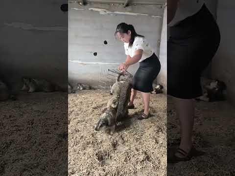 #宠物驴多少钱一只 #骑驴看唱本咱走着瞧 #适合全国各地养殖