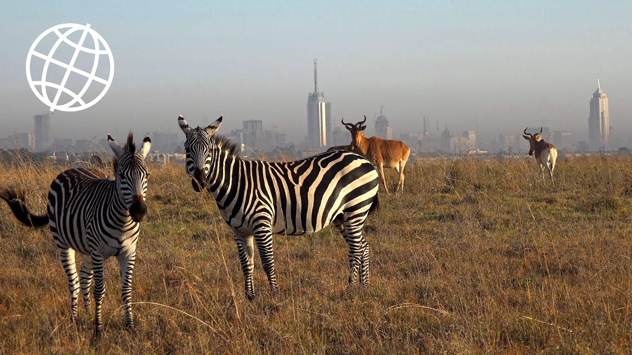 Nairobi National Park, Kenya in 4K Ultra HD