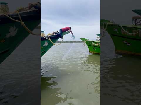 അമേരിക്കൻ വീശുവല കേരളത്തിൽ അദ്യമായി നമ്മുടെ മുനമ്പം ഹാർബറിൽ വീശിയപ്പോൾ#fishing #shorts