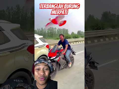 Terbang bebaslah burung merpati⁉️ #automobile #love #cute #goodthing #satisfying #shorts