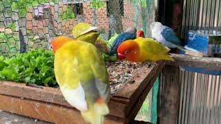 Lovebird's Top 5 Favorite Veggies! 🥬🌽| Smart lovebird Parrot #lovebird #parrot #birdslover