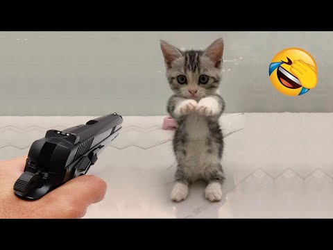 New Funny Animals 2024 😂 Funniest Cats and Dogs Videos 😹🐶 Part 41