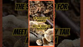 Turkey Tail Mushroom: The Superfood for Immunity!