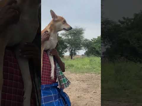 Kindness costs nothing #dog #love #shorts #tamil #pets #tirupur #straykids #cute #puppy #kids #god