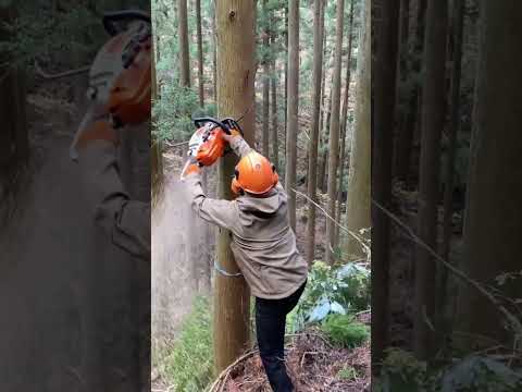 Left hand chainsaw control #forestry #japan