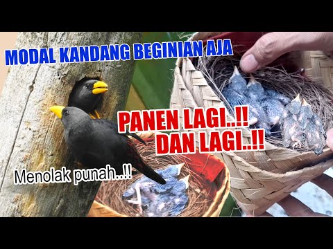 PANEN TERUSS...BURUNG JALAK RIO RIO MENOLAK PUNAH..!! ENDEMIK SULAWESI LANGSUNG SOLD OUT !!