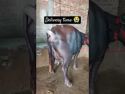 Buffalo Delivery Time 😭Buffalo giving birth a baby calf