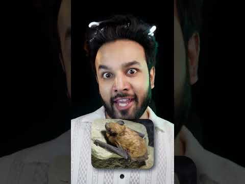 Superpower Of Bats