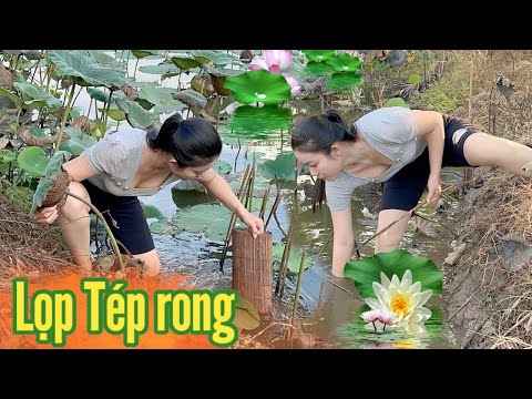 Cô Gái Quê ✅ Ra Ao Sen Thăm Lọp Tép Đơn Giản mà Lại có Tép Ngon