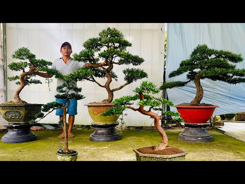 Cây cảnh 22/2 Tùng các loại, Linh Sam, Hoa Giấy trắng - bonsai Huỳnh Xuyên bao ship