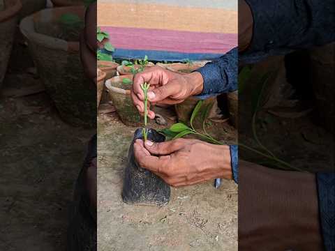 Grafting a Mango Tree || last 25 day /#mango#shorts