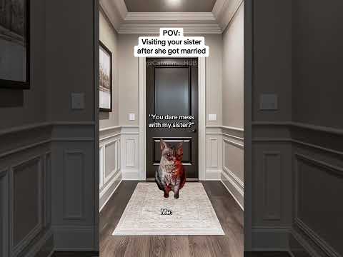 CAT MEMES 🐱Visiting your sister after she got married #catmemes #relatable #relationship
