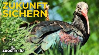 Wie Waldrapp-Nachwuchs im Tierpark + Fossilium Bochum den ARTENSCHUTZ stärkt | zoos.media