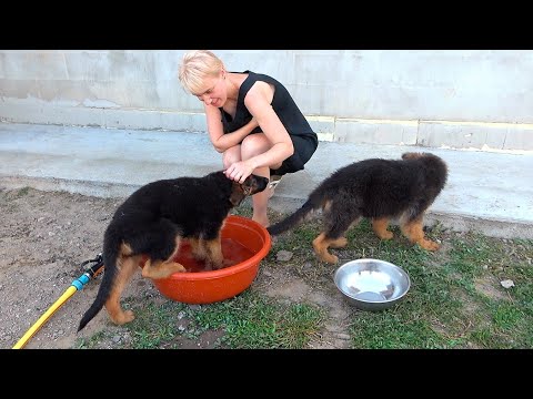 This is cute! Little funny longhaired German Shepherd puppies, 3 months old. Odessa. Ukraine