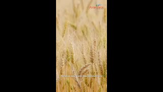 Locally Yours | How Water Access Changed Farming in Rajasthan | Rinku Parmar