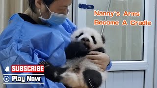 Nanny Holds The Baby Panda Like A Human Baby | iPanda