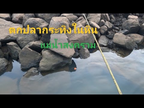 ตกปลากระทิงในหินแม่น้ำสงครามปลากระทิงปลาในร่องหิน