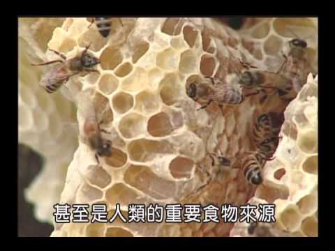 國小_自然_昆蟲與其他生物的關係【翰林出版_四下_第二單元 昆蟲王國】 - YouTube(3:01)