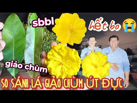 Út Đực đau đầu 500ae 6h sáng đến săn bông tận vườn dù hết bo so sánh lá SBBL với giảo chùm bông đẹp